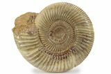 Jurassic Ammonite (Perisphinctes) - Madagascar #241575-1